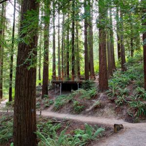 a path leads toward a large observation deck among ferns and towering trees