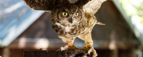 an owl with its wings spread